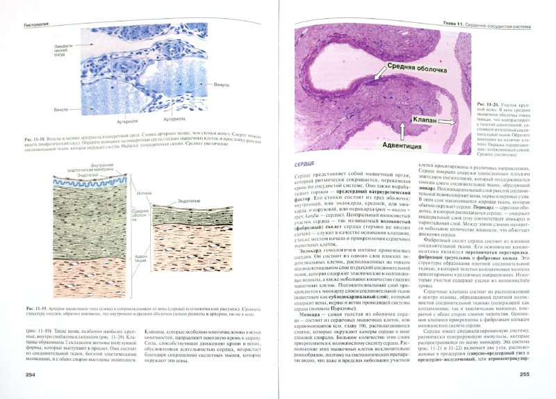 Gistologiya atlas l k zhunkejra karnejro