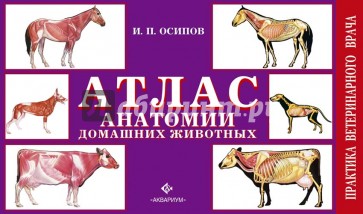Атлас анатомии домашних животных