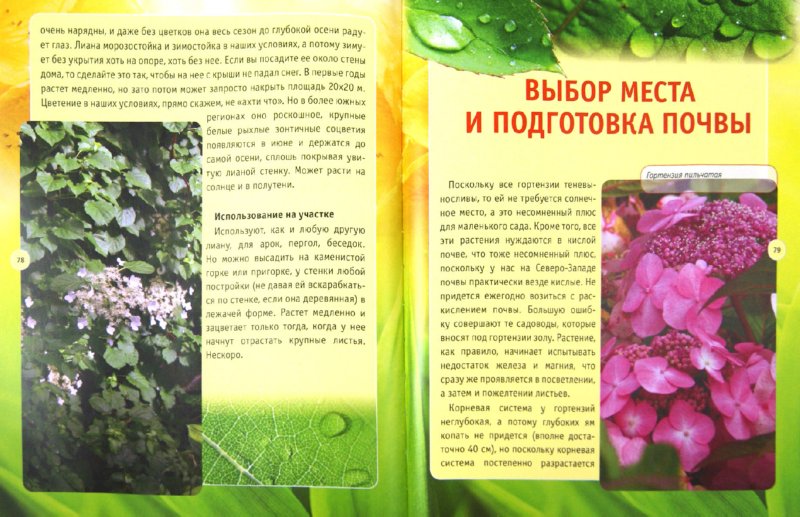 Кизима галина александровна садовод Кизима галина александровна садовод
