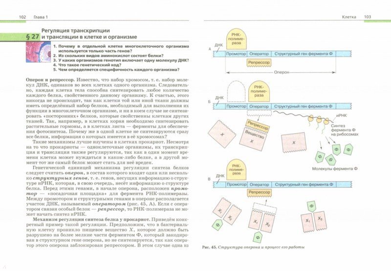 Общая биология 11 класс пасечник базовый уровень – mifecapp