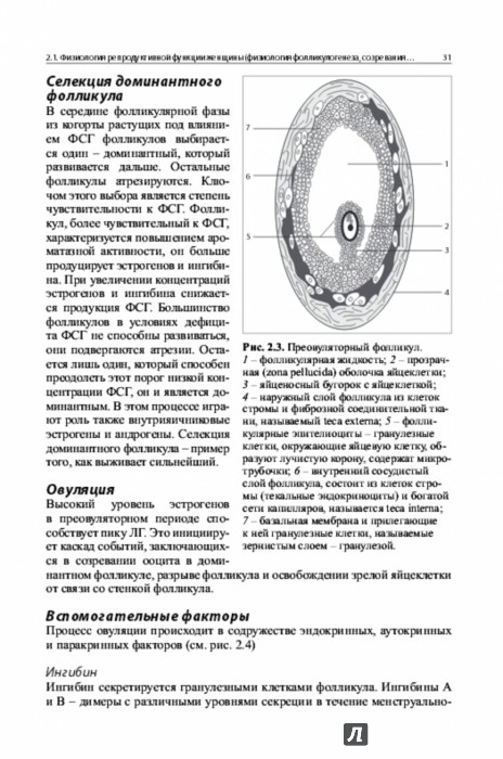 Березовый сок - польза и вред, заготовка сока, состав Бели перед месячными