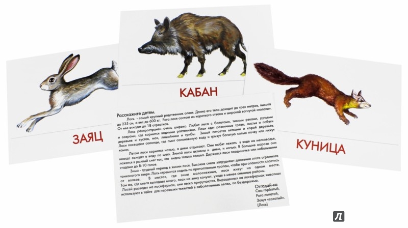 Годовой знак - Кабан Годовой знак - Кабан