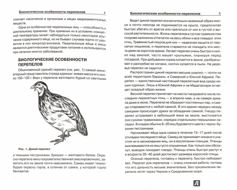 КНИГА ПО РАЗМЕЩЕНИЮ ПЕПЕПЕЛКА СКАЧАТЬ БЕСПЛАТНО КНИГА ПО РАЗМЕЩЕНИЮ ПЕПЕПЕЛКА СКАЧАТЬ БЕСПЛАТНО