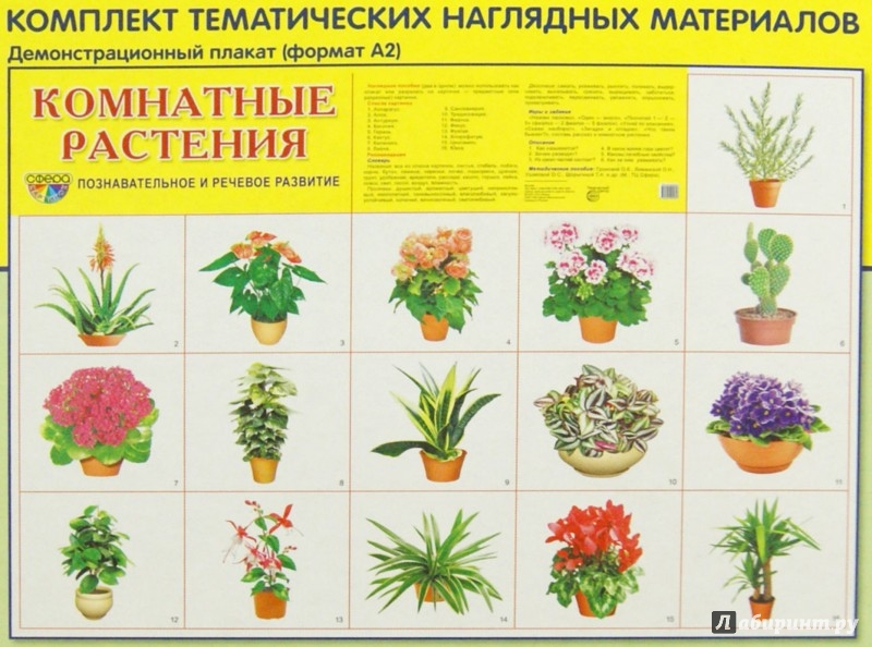 Комнатное растение рисунок ребенка Комнатное растение рисунок ребенка