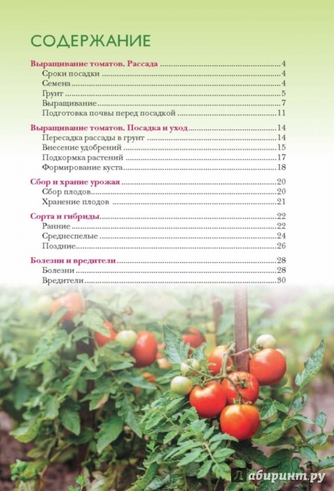 От рассады до урожая томаты 934