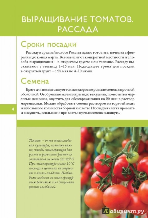 От рассады до урожая томаты 482