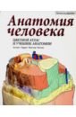 Анатомия человека. Цветной атлас и учебник анатомии