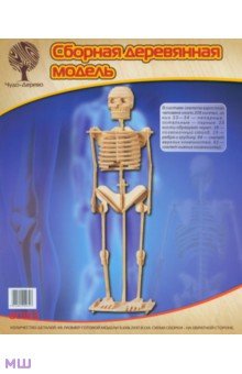Скелет человека (P076)