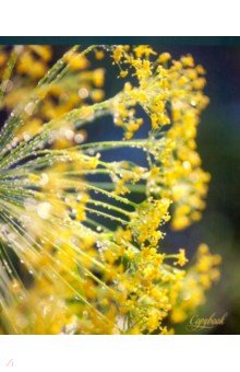 ������� ����� "������� �������" (48 ������, �5, ������, � ������������) (��486070)