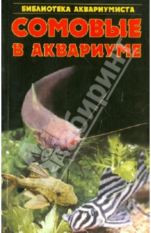 Сомовые в аквариуме - Сергей Кочетов
