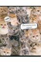 Обложка Тетрадь предметная Кошачий мир. Английский язык, А5, 48 листов, клетка