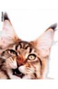 Обложка Набор обложек для тетрадей и дневников Hiding Cats, 12 штук