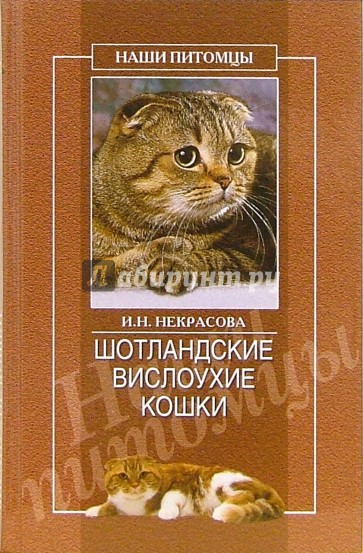 Шотландские вислоухие кошки