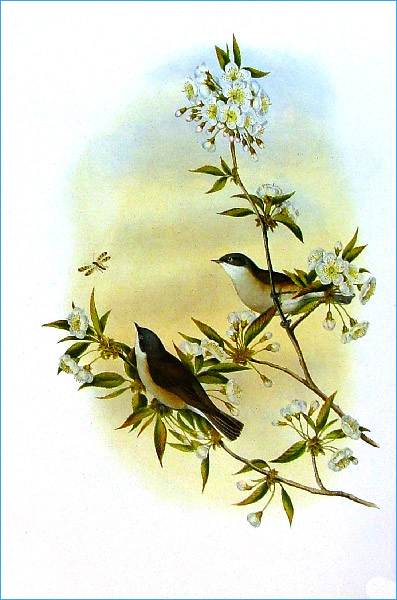 Иллюстрация 2 из 31 для Птицы Европы (в футляре) - Джон Гульд | Лабиринт - книги. Источник: Лабиринт