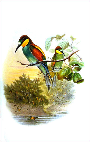 Иллюстрация 3 из 31 для Птицы Европы (в футляре) - Джон Гульд | Лабиринт - книги. Источник: Лабиринт
