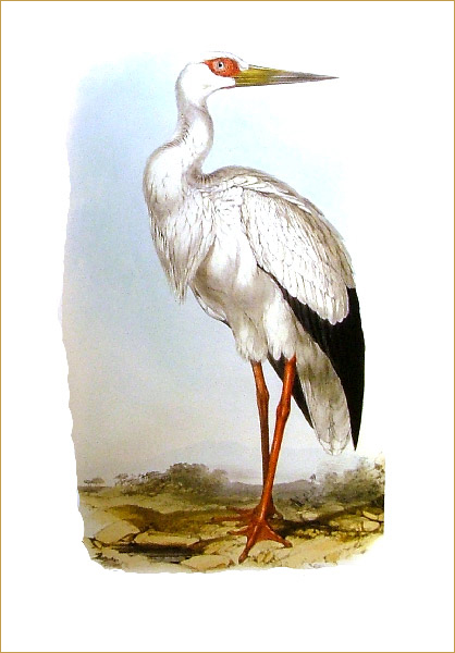 Иллюстрация 6 из 31 для Птицы Европы (в футляре) - Джон Гульд | Лабиринт - книги. Источник: Лабиринт