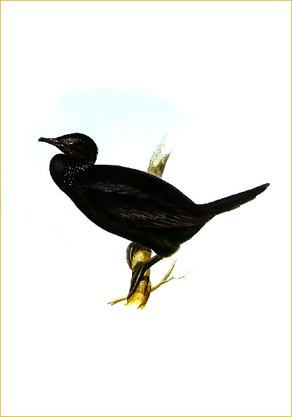 Иллюстрация 7 из 31 для Птицы Европы (в футляре) - Джон Гульд | Лабиринт - книги. Источник: Лабиринт