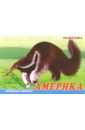 Животные Америки. Раскраска (М-014) животные азии раскраска м 015
