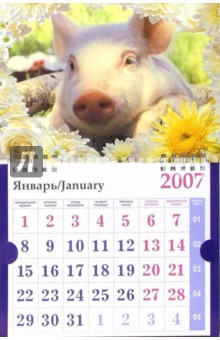 Календарь 2007 Поросенок в ромашках (МО-0025).