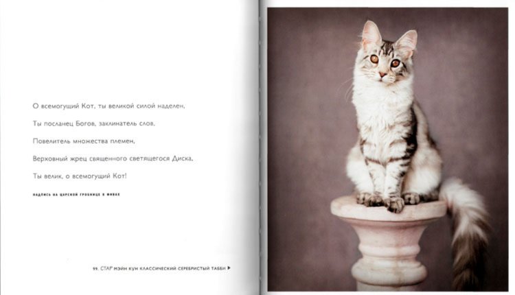 Иллюстрация 2 из 4 для 101 котомодель. С любовью к кошкам - Рейчел Хэйл | Лабиринт - книги. Источник: Лабиринт