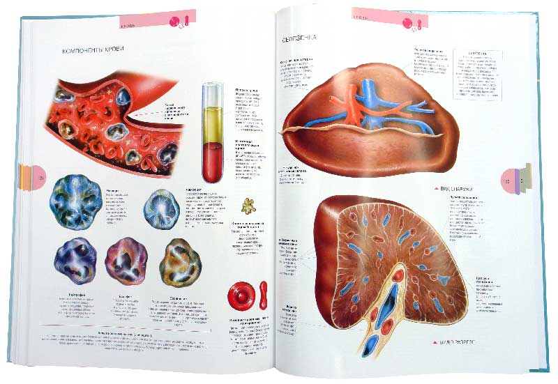 Иллюстрация 1 из 32 для Атлас анатомии человека - Виге, Орте | Лабиринт - книги. Источник: Лабиринт