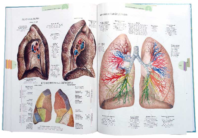 Иллюстрация 2 из 32 для Атлас анатомии человека - Виге, Орте | Лабиринт - книги. Источник: Лабиринт
