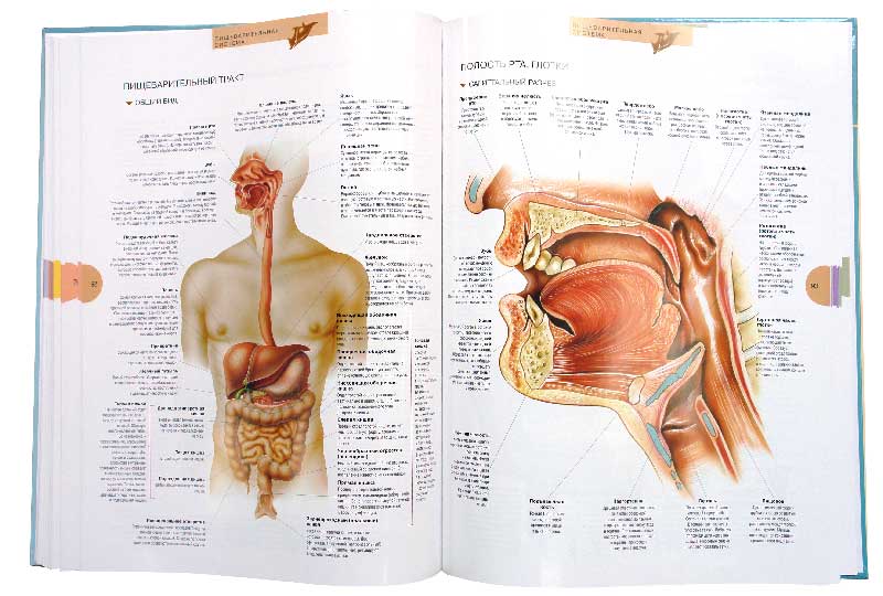Иллюстрация 3 из 32 для Атлас анатомии человека - Виге, Орте | Лабиринт - книги. Источник: Лабиринт