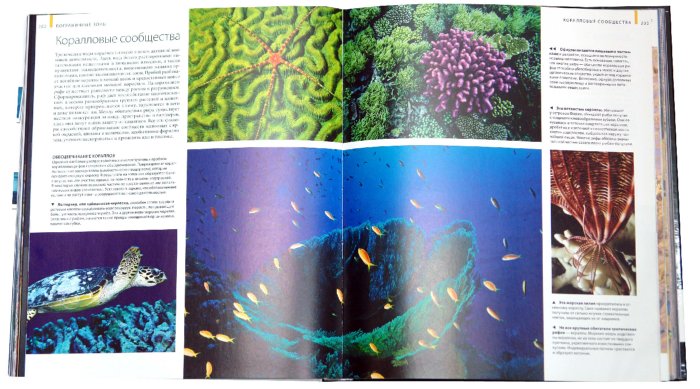 Иллюстрация 1 из 65 для Океаны - Хатчинсон, Хоукинс | Лабиринт - книги. Источник: Лабиринт