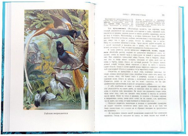 Иллюстрация 2 из 7 для Жизнь животных. В трех томах. Том 2: Птицы - Альфред Брэм | Лабиринт - книги. Источник: Лабиринт