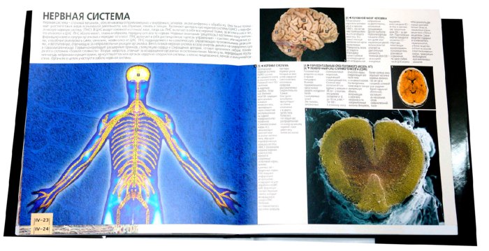Иллюстрация 3 из 15 для Большой атлас анатомии человека - Пьерлуиджи Диано | Лабиринт - книги. Источник: Лабиринт