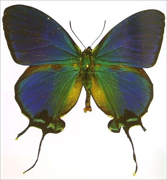 Иллюстрация 5 из 38 для Бабочки. Иллюстрированная энциклопедия - Вейбрен Ландман | Лабиринт - книги. Источник: Лабиринт