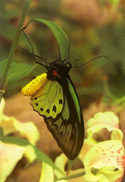 Иллюстрация 8 из 38 для Бабочки. Иллюстрированная энциклопедия - Вейбрен Ландман | Лабиринт - книги. Источник: Лабиринт