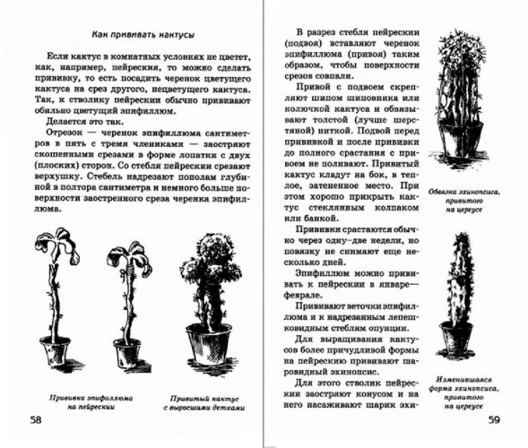 Иллюстрация 1 из 19 для Путешествие с домашними растениями - Николай Верзилин | Лабиринт - книги. Источник: Лабиринт