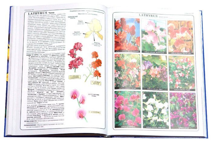 Иллюстрация 2 из 22 для Все о цветах в вашем саду - Дэвид Хессайон | Лабиринт - книги. Источник: Лабиринт