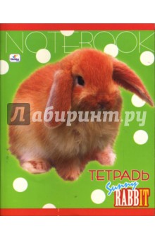 Тетрадь 48 листов клетка (ТКЛ8481473) Кролик.