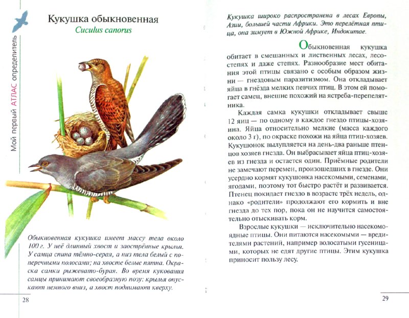 Иллюстрация 1 из 38 для Птицы леса - Бровкина, Сивоглазов | Лабиринт - книги. Источник: Лабиринт