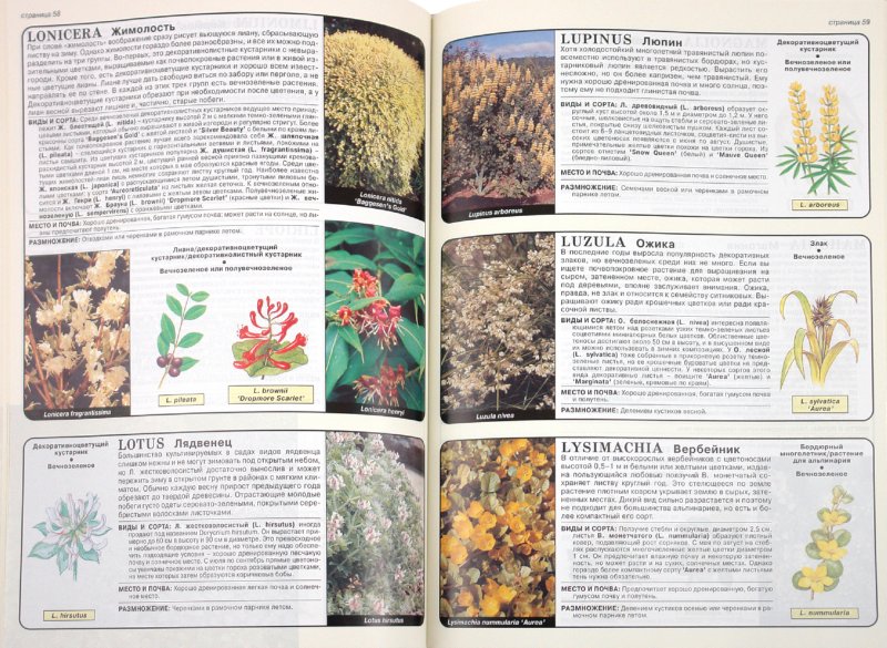 Иллюстрация 1 из 13 для Все о вечнозеленых растениях - Дэвид Хессайон | Лабиринт - книги. Источник: Лабиринт