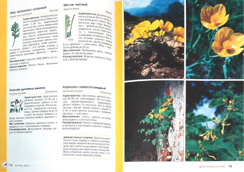 Иллюстрация 1 из 9 для Цветы желтые и синие - Бруно Кремер | Лабиринт - книги. Источник: Лабиринт