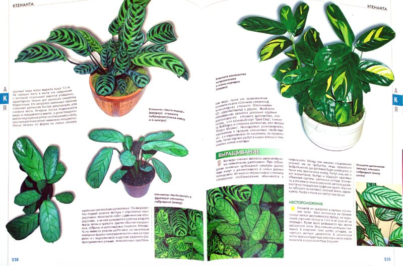 Иллюстрация 3 из 12 для Самая полная энциклопедия комнатных растений | Лабиринт - книги. Источник: Лабиринт