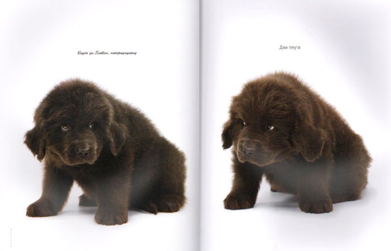 Иллюстрация 2 из 37 для Жизнь собак - Громис ди Трана Катерина | Лабиринт - книги. Источник: Лабиринт