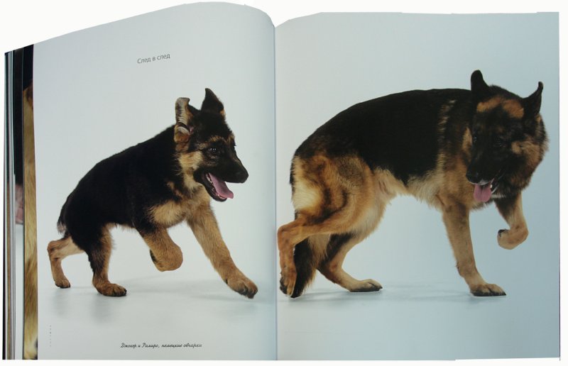 Иллюстрация 3 из 37 для Жизнь собак - Громис ди Трана Катерина | Лабиринт - книги. Источник: Лабиринт