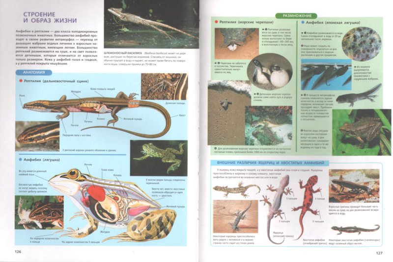 Иллюстрация 2 из 20 для 1500 самых удивительных животных. Животные всего мира от больших до маленьких | Лабиринт - книги. Источник: Лабиринт