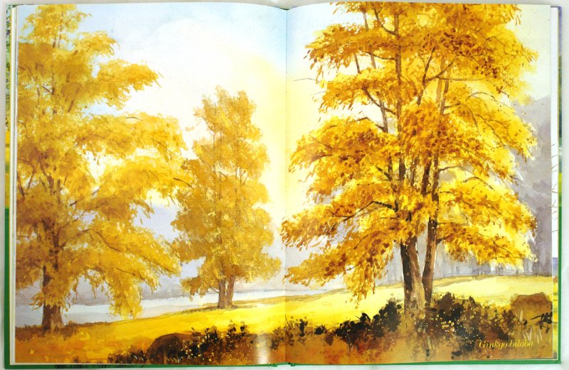 Иллюстрация 2 из 19 для Акварель. Рисуем деревья и листья - Аделин Флетчер | Лабиринт - книги. Источник: Лабиринт