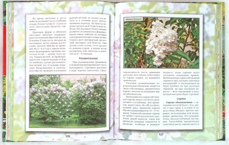 Иллюстрация 1 из 8 для Декоративные кустарники,деревья и цветы - Октябрина Ганичкина | Лабиринт - книги. Источник: Лабиринт