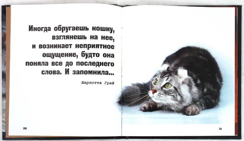 Иллюстрация 1 из 30 для Кошки - это духи, спустившиеся на землю | Лабиринт - книги. Источник: Лабиринт