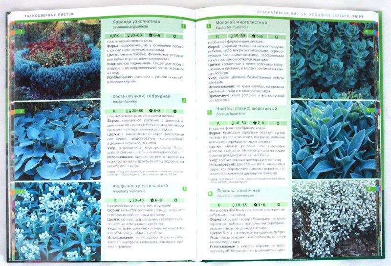 Иллюстрация 1 из 12 для Идеальные растения для вашего сада - Хаген, Борстель | Лабиринт - книги. Источник: Лабиринт