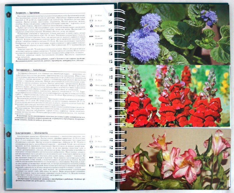 Иллюстрация 1 из 19 для Миллион цветов на вашем участке - Князева, Князева | Лабиринт - книги. Источник: Лабиринт
