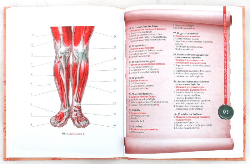 Иллюстрация 1 из 2 для Популярный атлас анатомии человека - Елисеев, Россоловский | Лабиринт - книги. Источник: Лабиринт