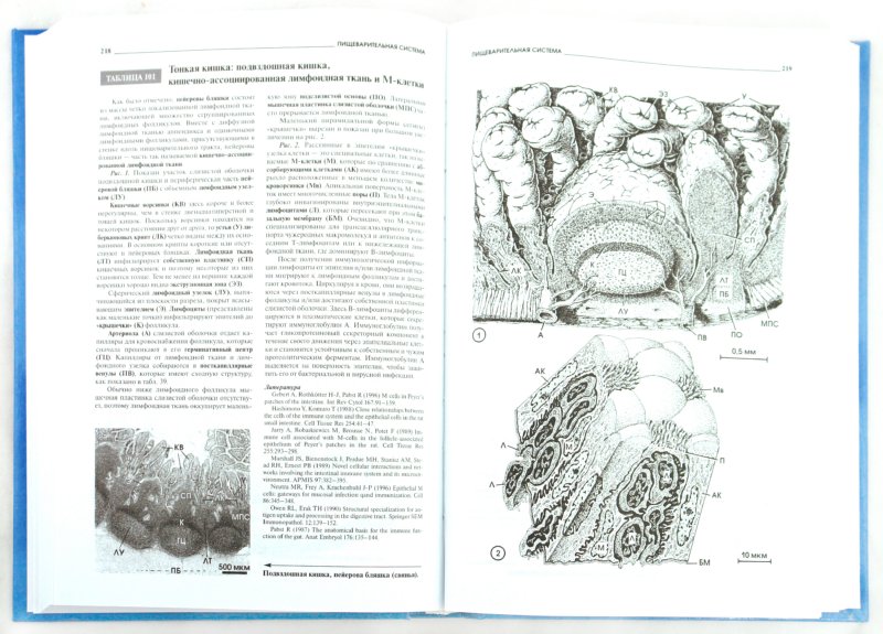 Иллюстрация 1 из 11 для Атлас микроскопической анатомии человека - Радивой Крстич | Лабиринт - книги. Источник: Лабиринт