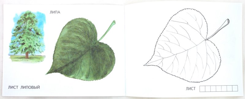 Иллюстрация 1 из 19 для Листья | Лабиринт - книги. Источник: Лабиринт